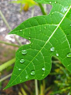 Papaya leaf juice