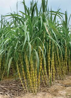 Sugarcane Juice Benefits