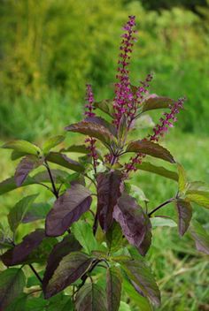 Benefits of Tulsi Leaves