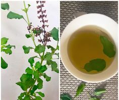 Benefits of Tulsi Leaves