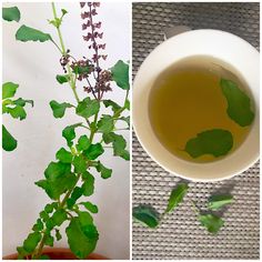 Benefits of Tulsi Leaves